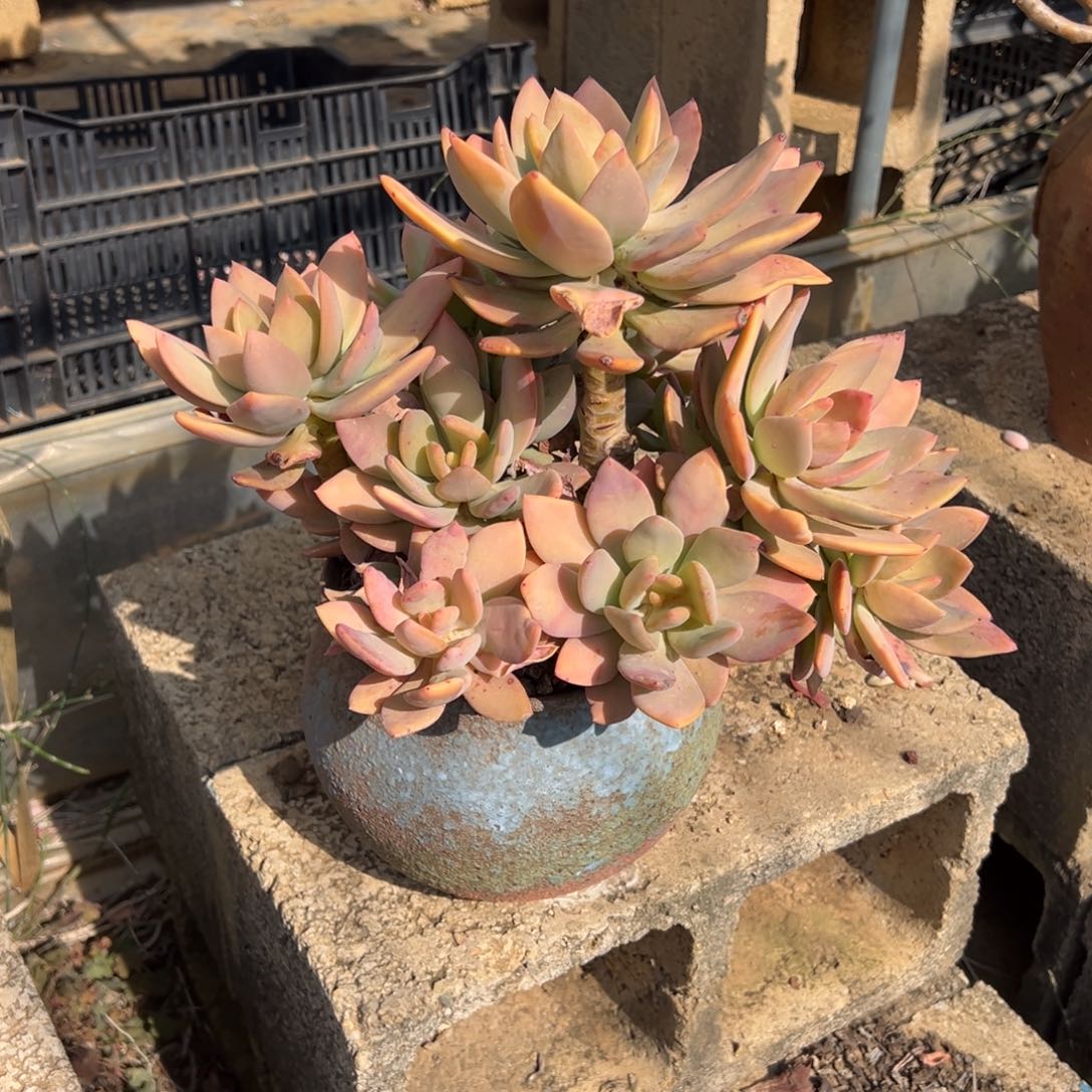 露养老桩脱土裸根芒果美人