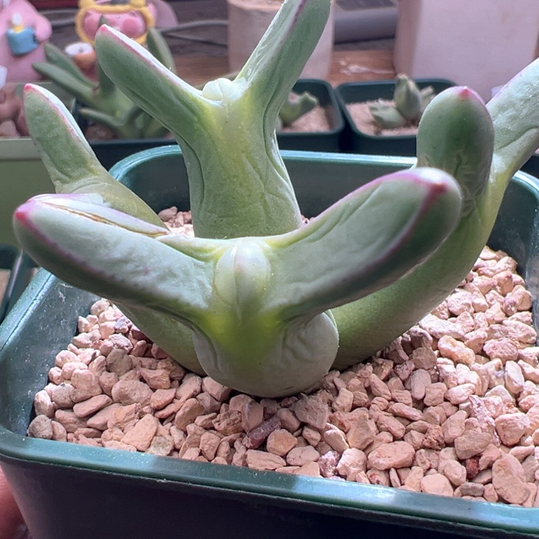 55优选0136皮卡丘四头大个体