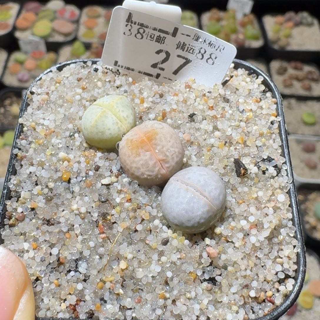 Ssss好货也福利便宜27