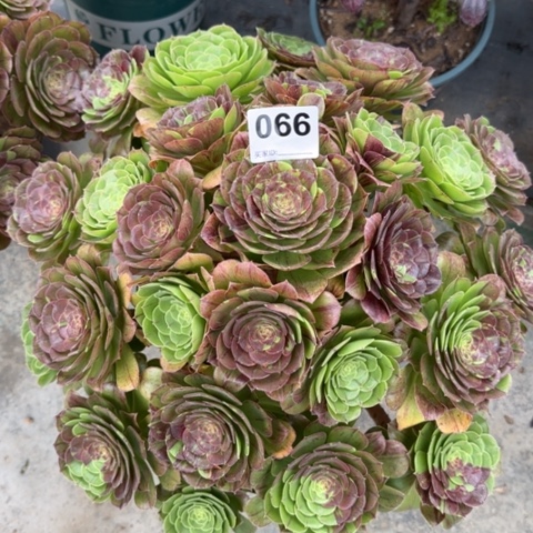 066花月夜40厘米左右