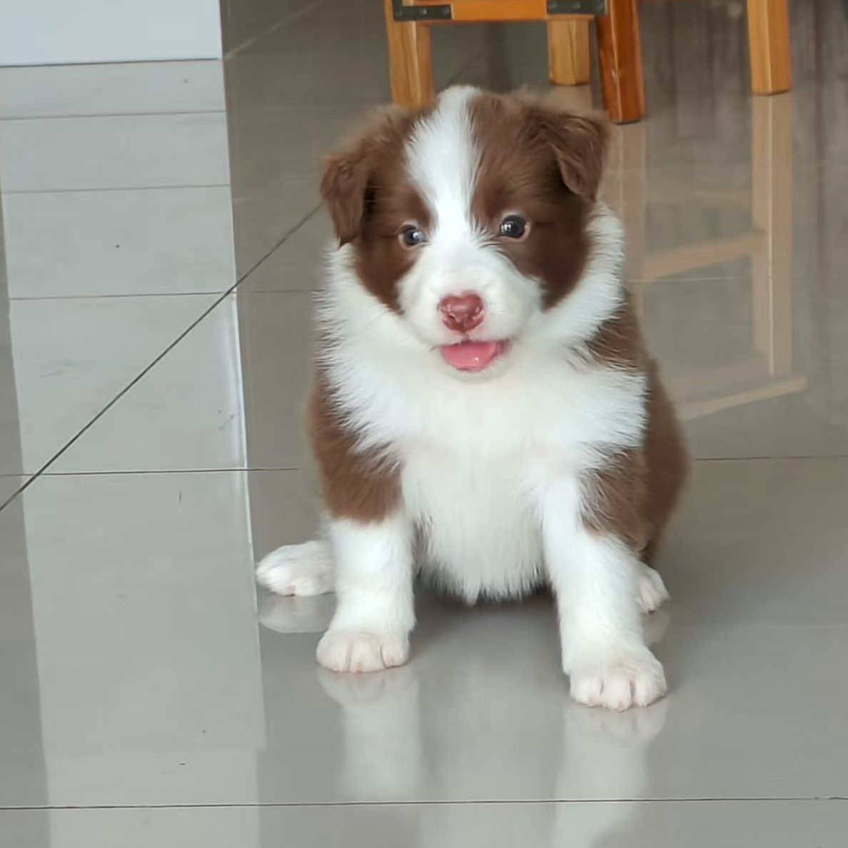 边牧犬边境牧羊犬幼犬