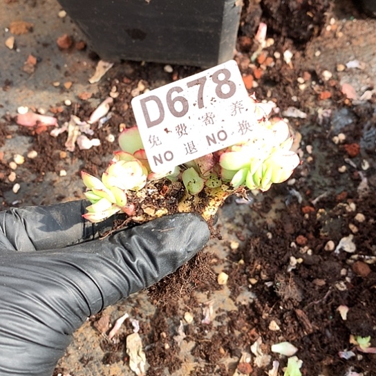 牡丹亭缀化有侧切678 亏本处理38包邮退款拉黑7-8天发货