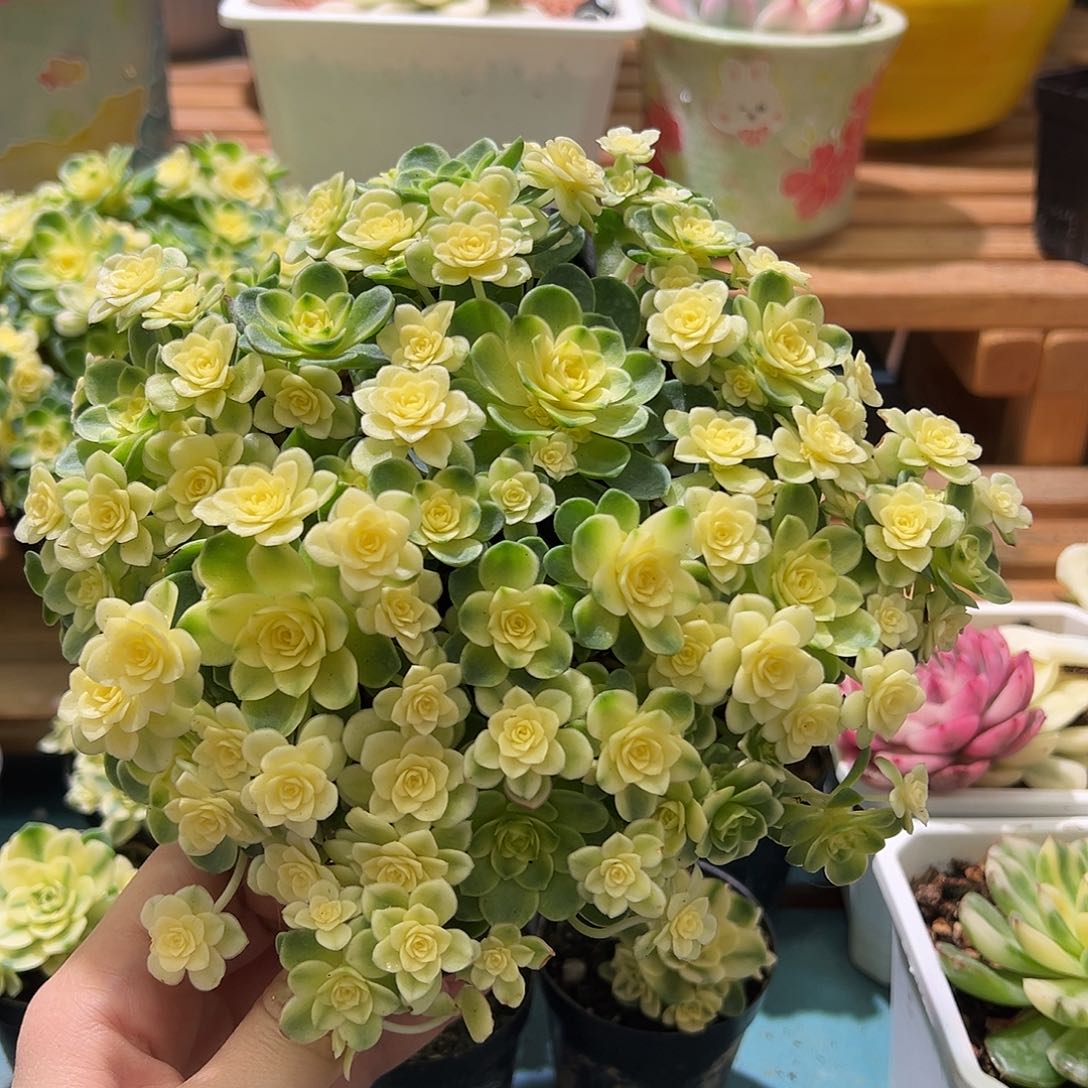 猫眼玫瑰锦，全锦