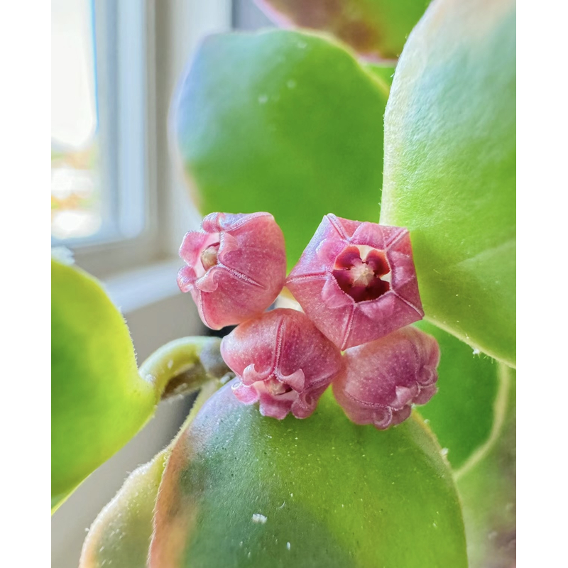 【休斯科尔外锦球兰】休外球兰基地多年生爬藤花墙阳台垂吊新品种