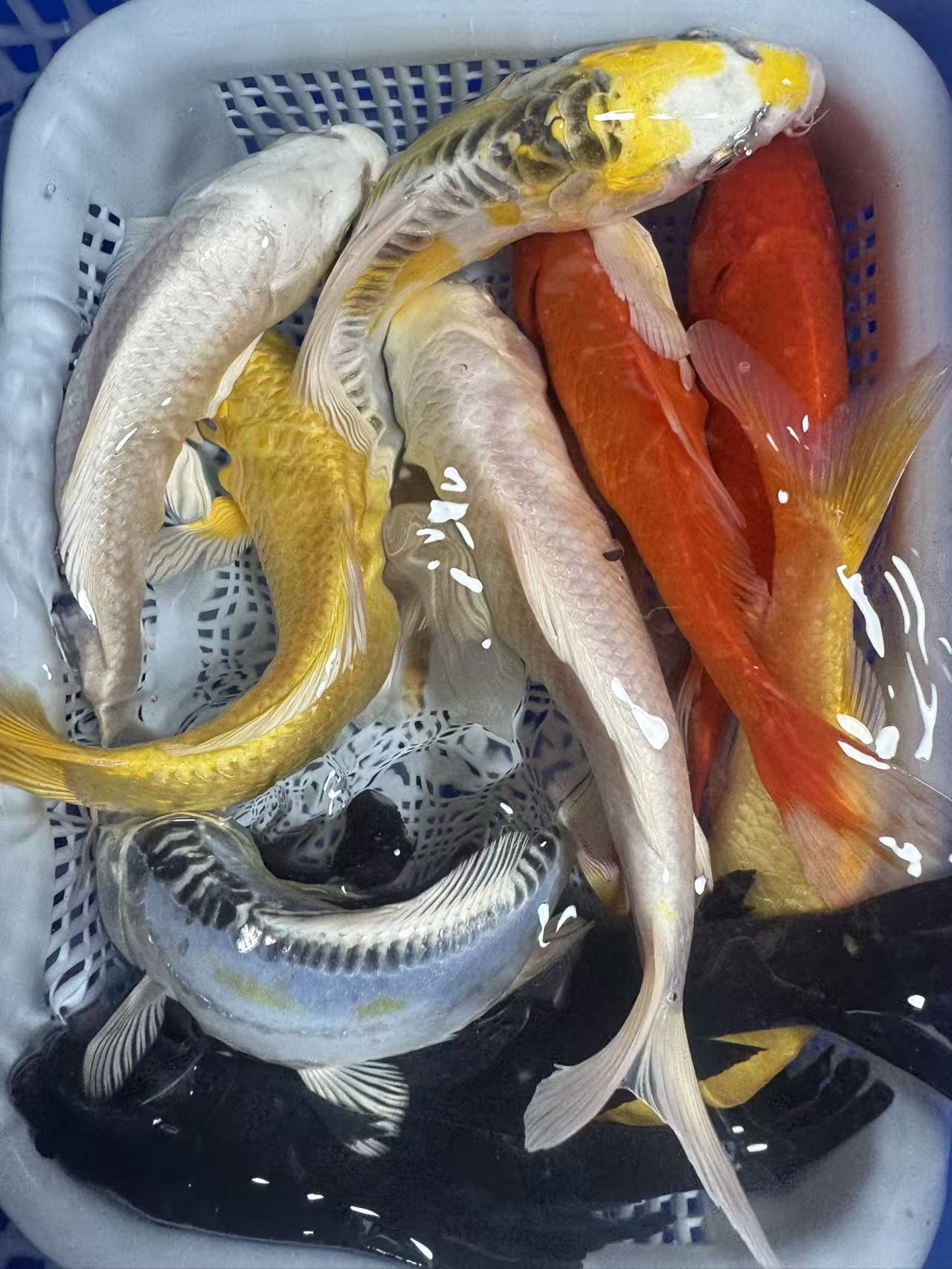 【十全十美10-12cm2黄2黑2白2红草2德系共10条】冷水锦鲤鱼好养耐活