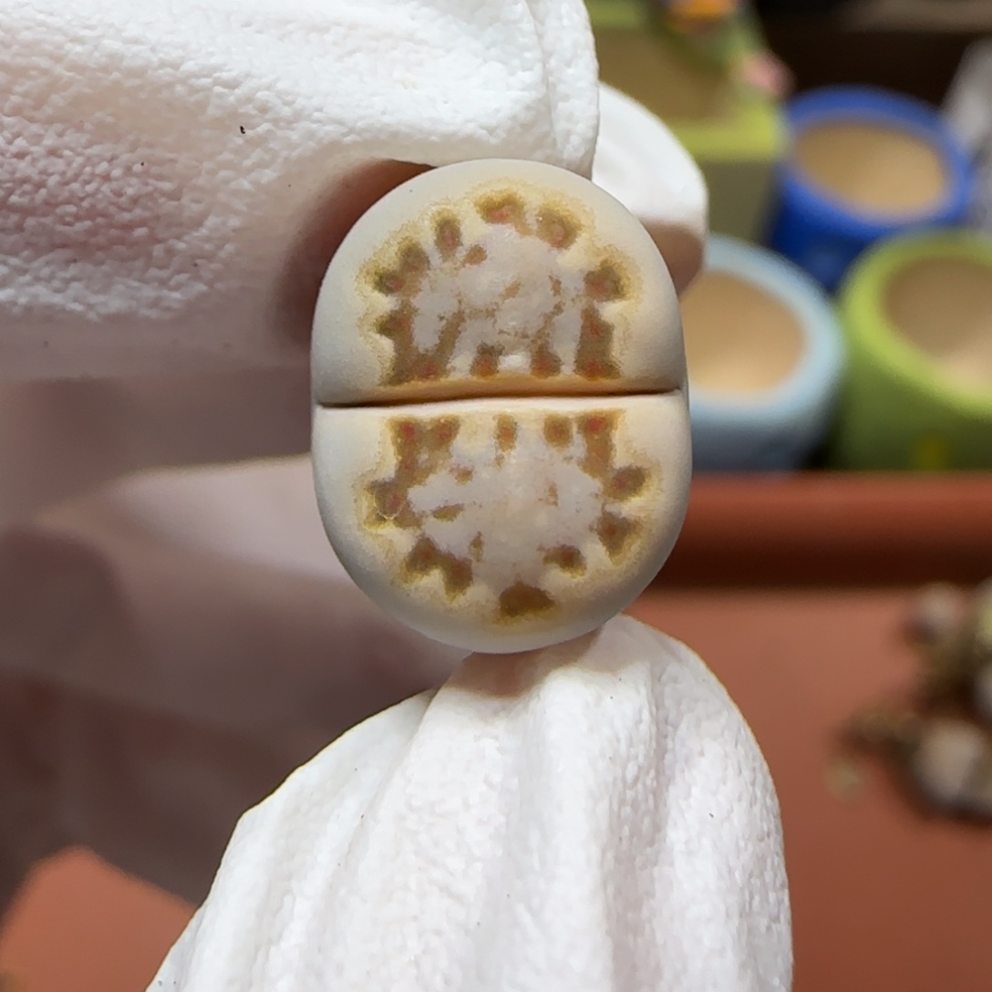 12.25.c24饼干.9012圣诞福利