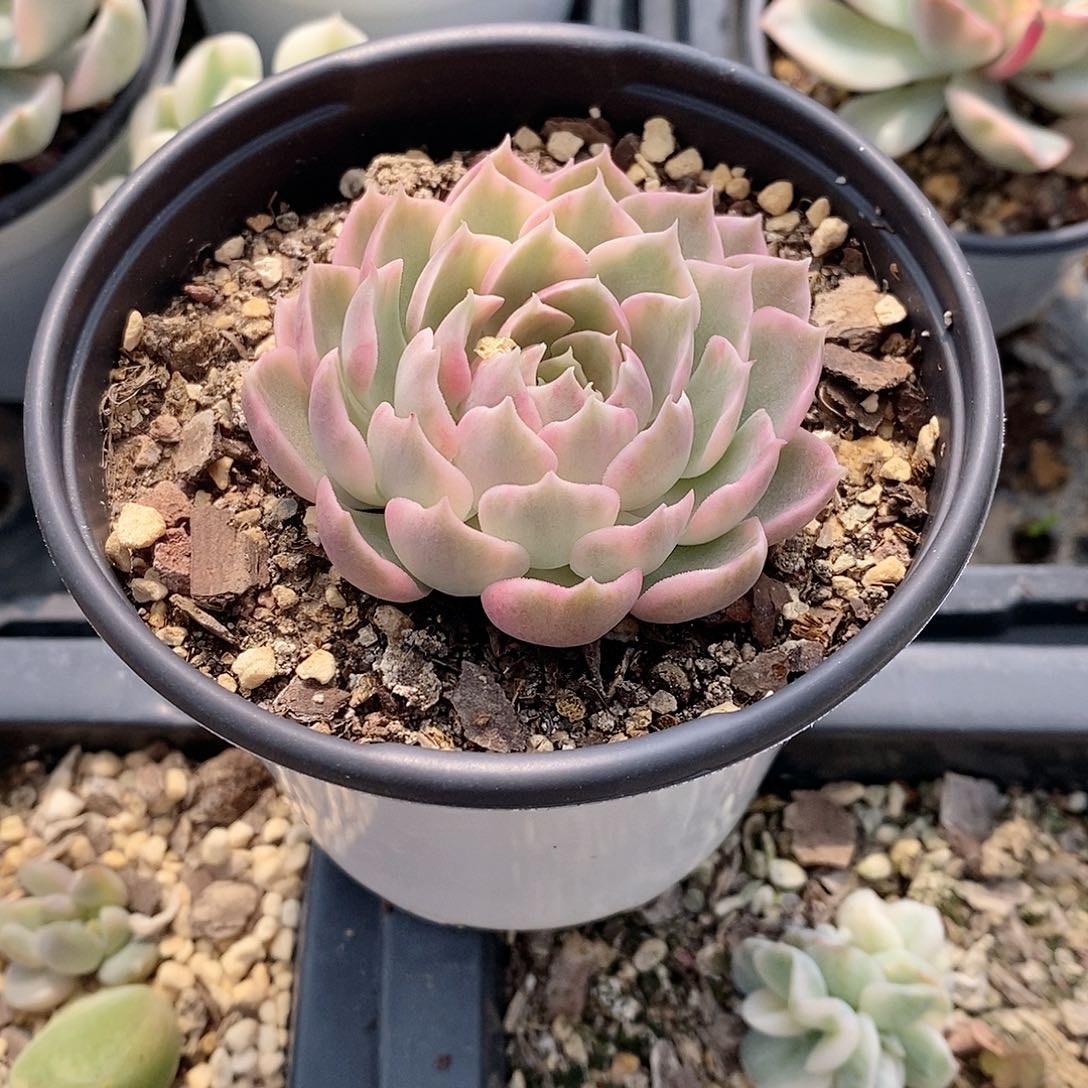 沙漠玫瑰锦多肉植物老桩