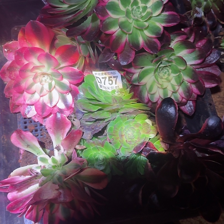 多肉 套餐福利多肉法师