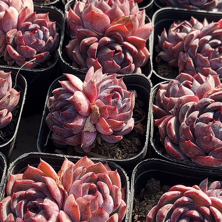    多头        蓝莓