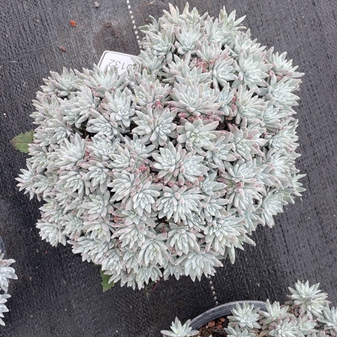 【闪购商品】?**?大白菊