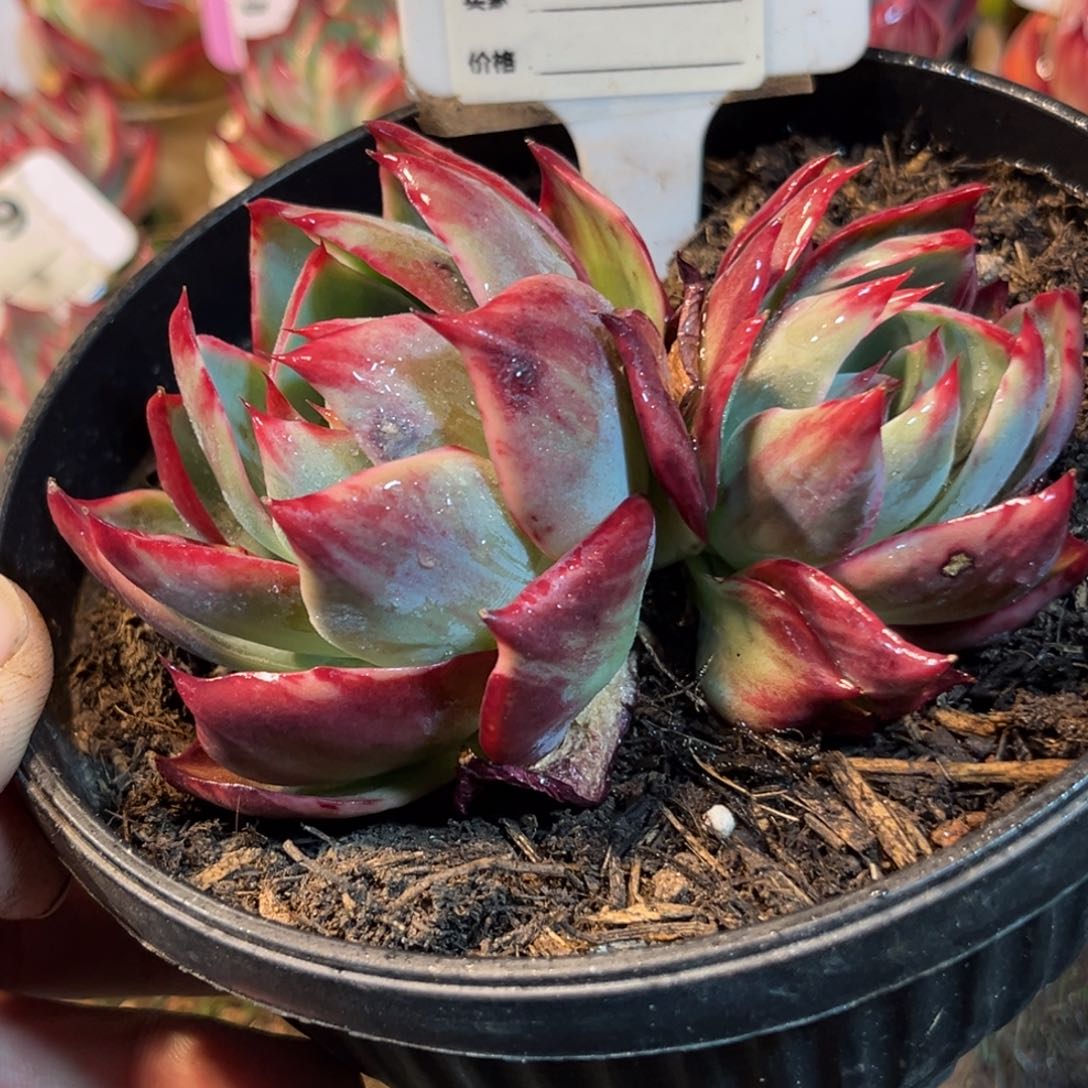 惊鸿一瞥823号多肉