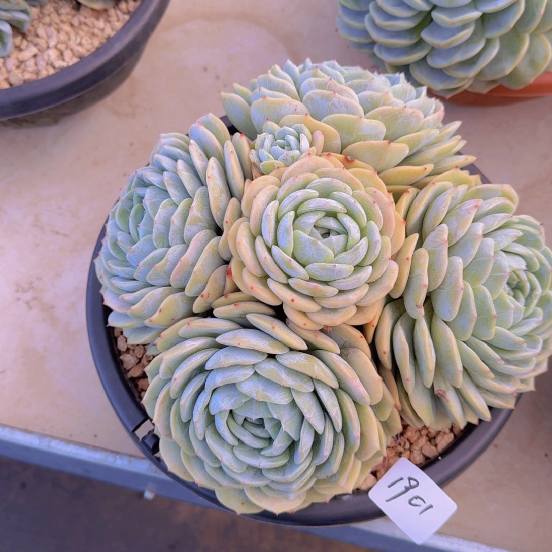 爽****1901劳林多肉植物