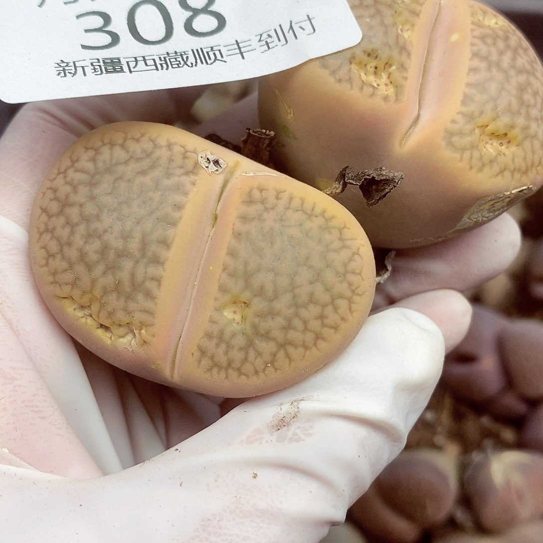 我要看电影啦嘻嘻看到这些308