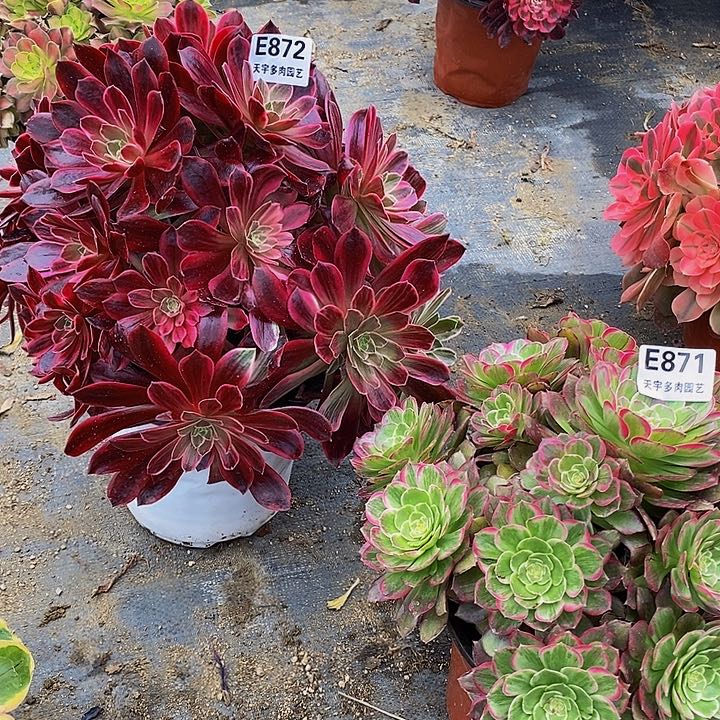 欣**窗白婚纱莲花多肉植物871.872