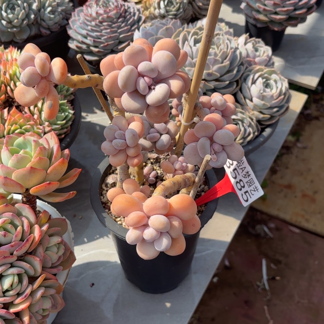 ?*晶开开心心每一天3585