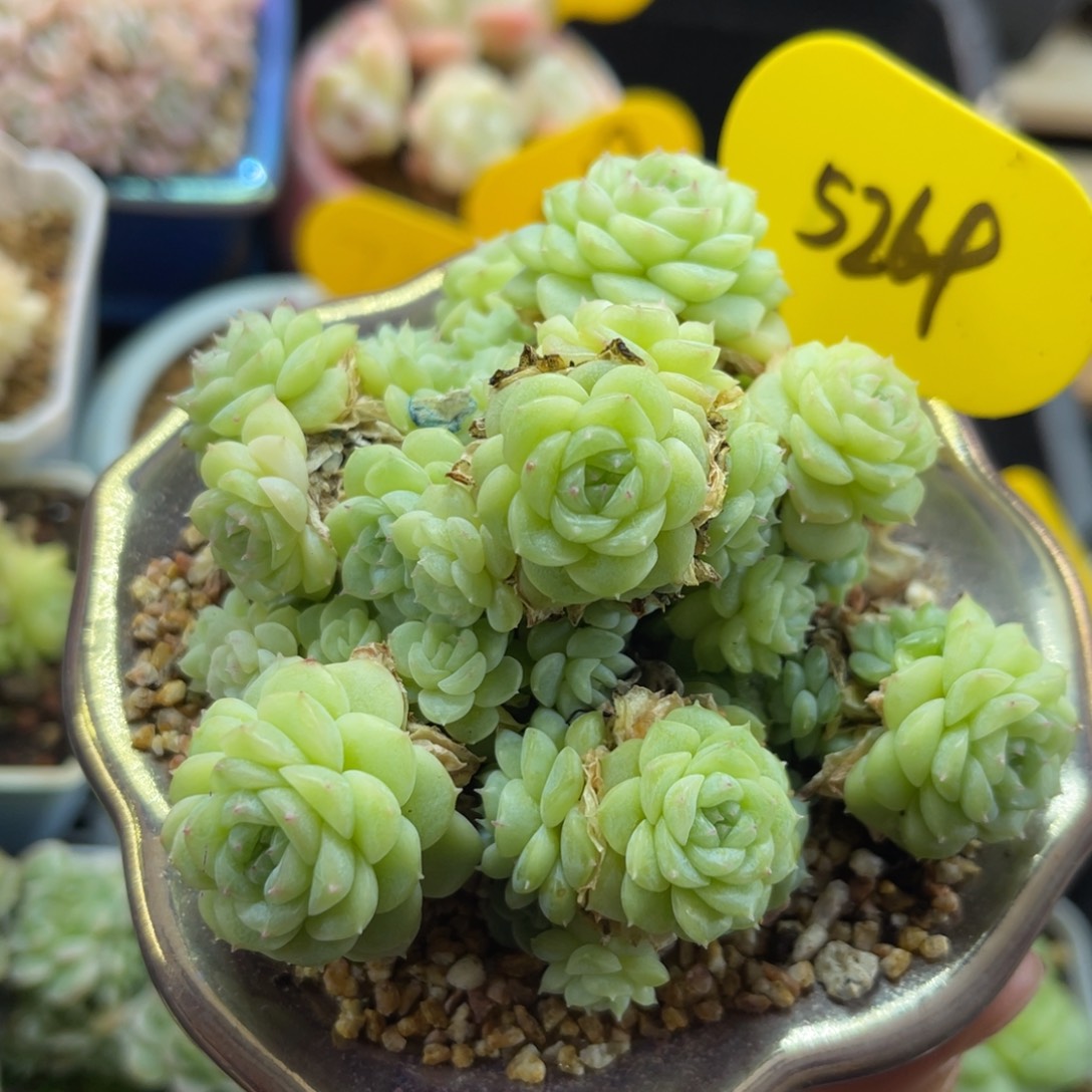 白透花朵脸麦秆群5269