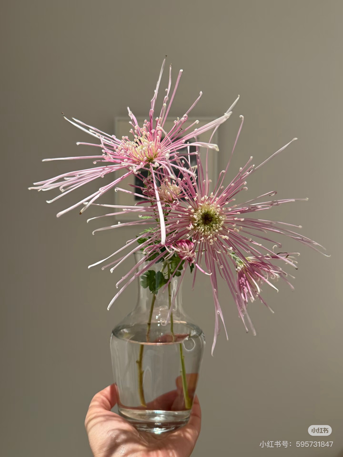 【泉乡古道】九月菊花开花漂亮好养活宿根植物带花苞发货宿根植物