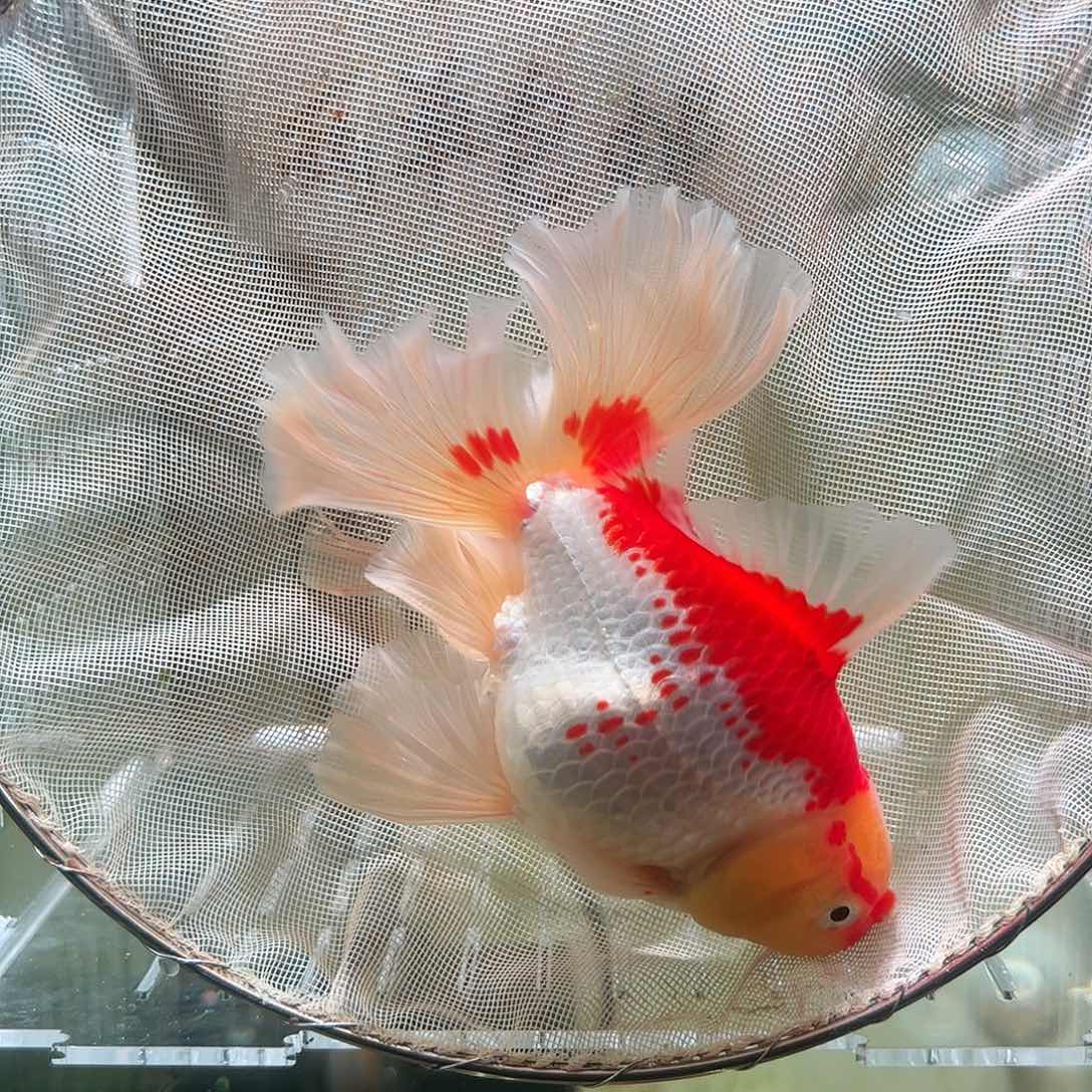 金鱼百褶泰狮亚成6