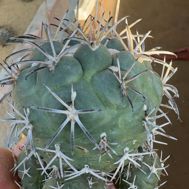 龙角冠无根5555555