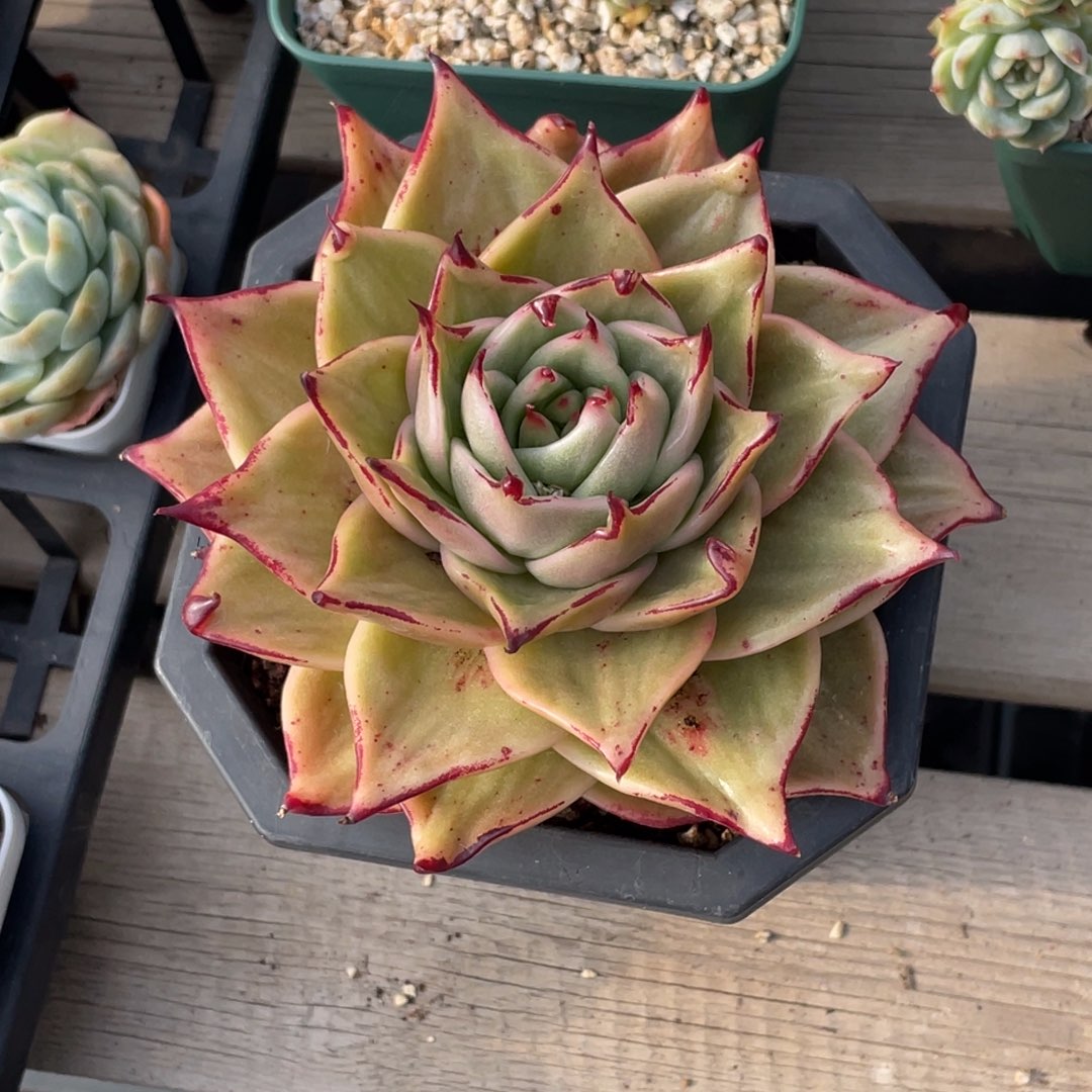 喵***喵糖心冰心珍妮 星星