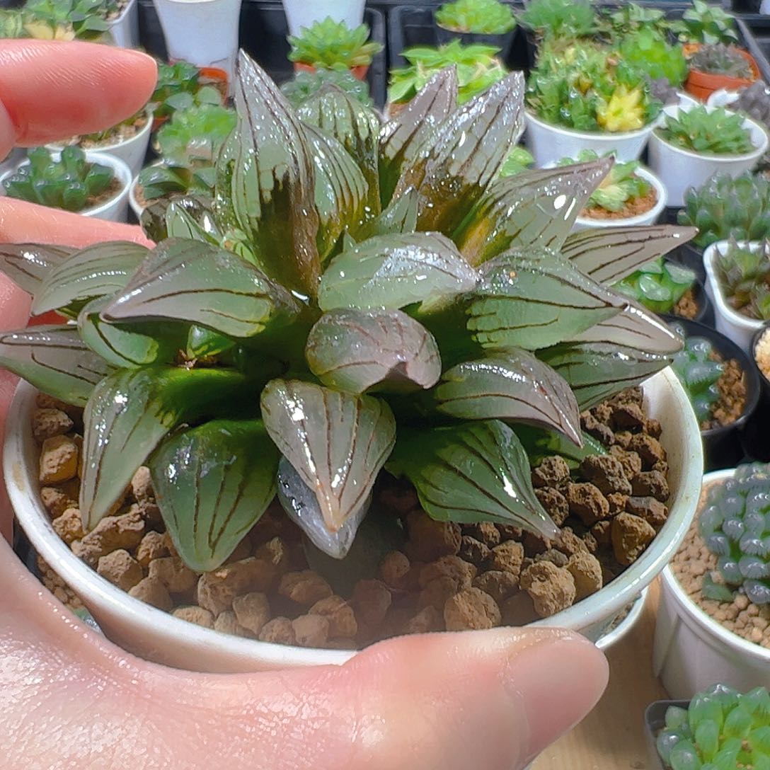 万象盆西瓜寿多肉