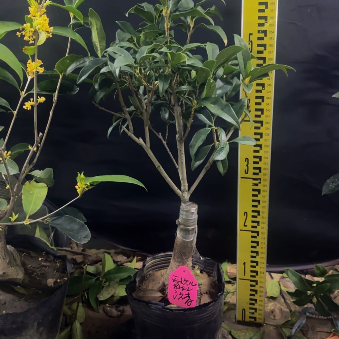 王***儿完全开放沉香111111