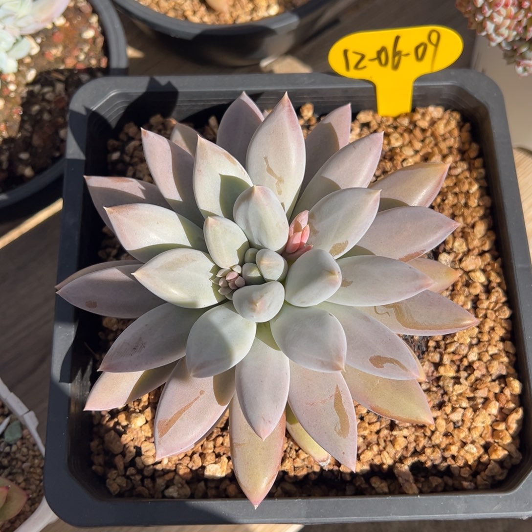 12-06-09哥特萝莉多肉植物