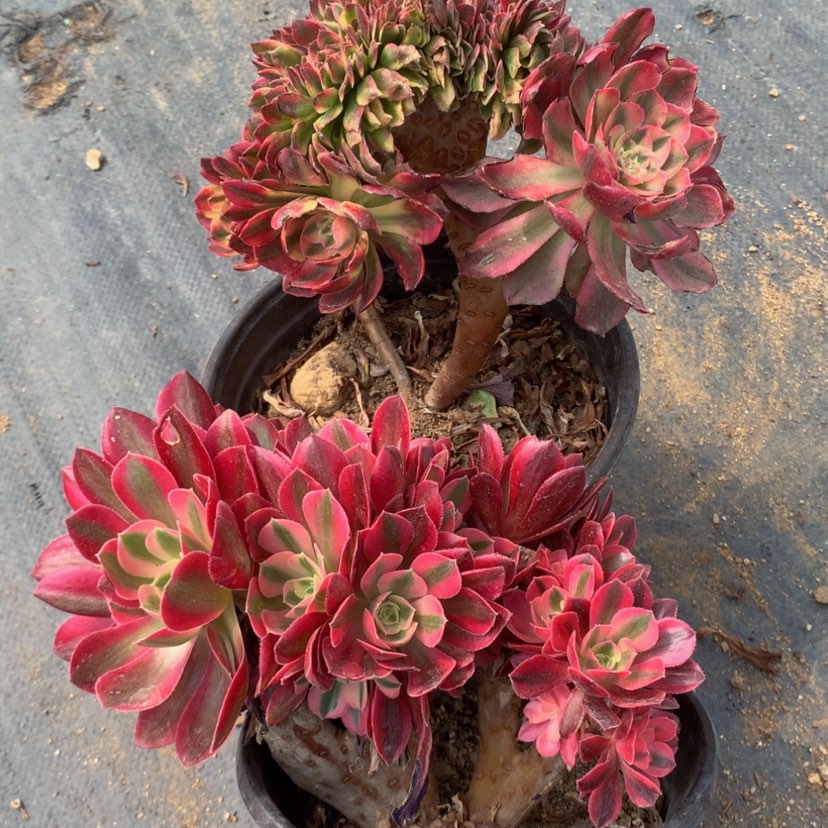 【闪购商品】两颗28微瑕