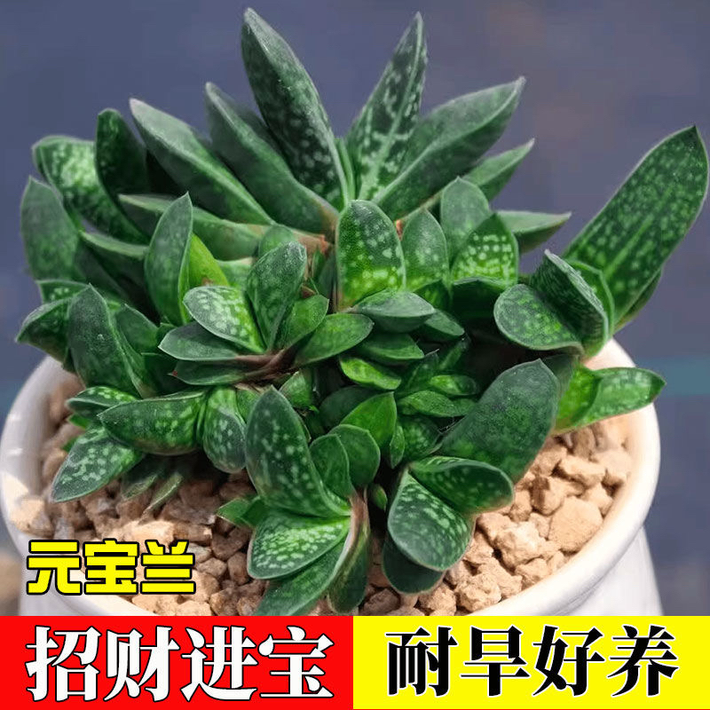 【满 9.9 包邮】子宝 7-8cm 多肉植物元宝招财进宝新手桌面防辐射
