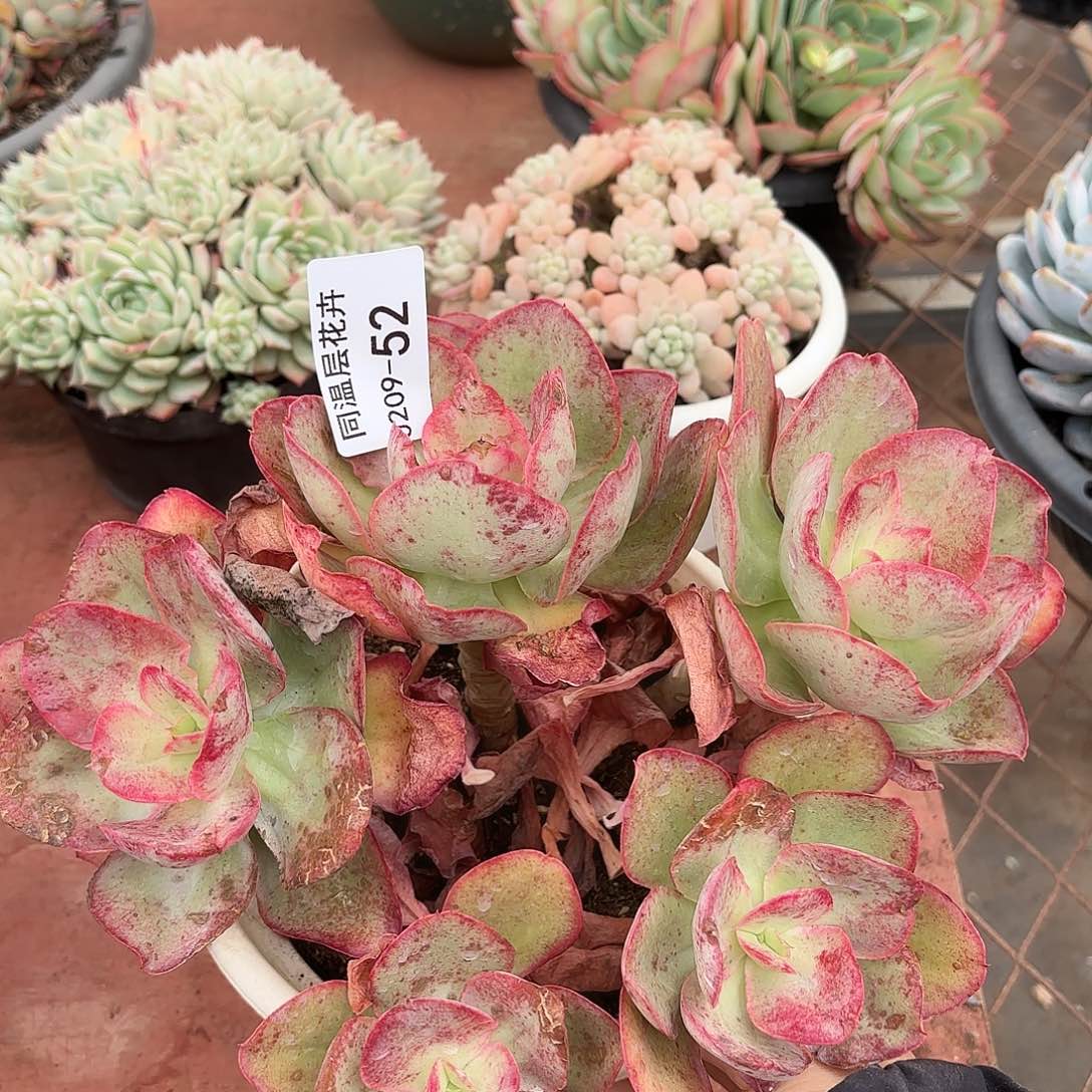 同温层多肉原始初吻52