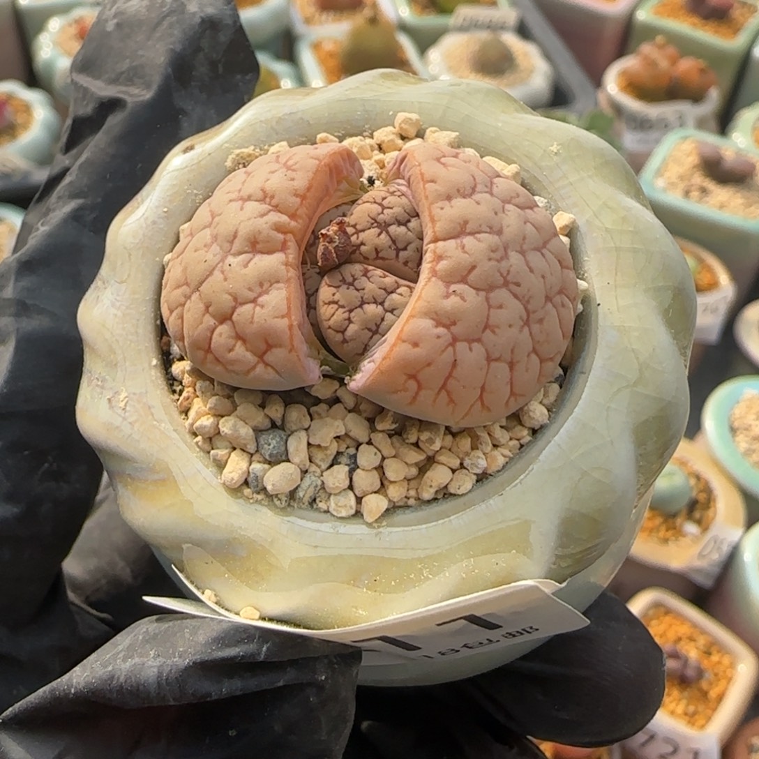 0811--一物一拍 带盆 