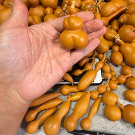 s***s上的一把小蝴蝶一把蝴蝶葫芦