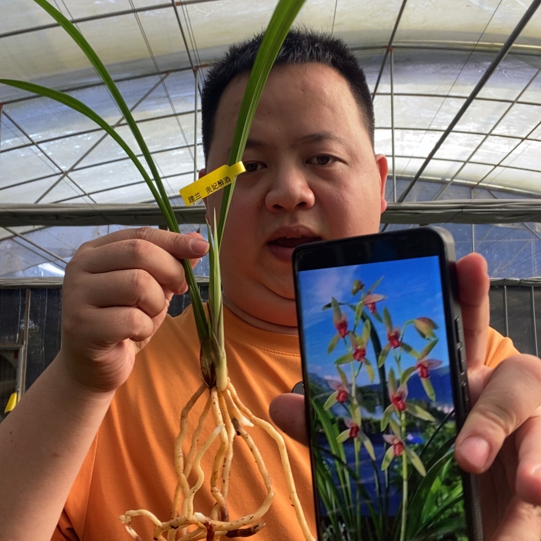 当前无花栽培后可以开花贵妃醉酒 02