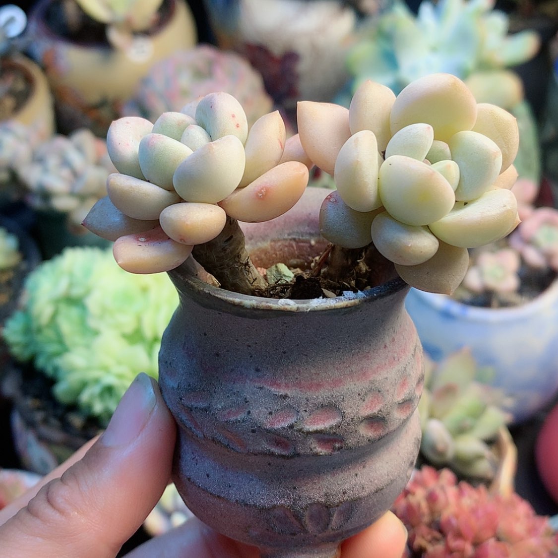 【闪购商品】花瓣鹿带盆