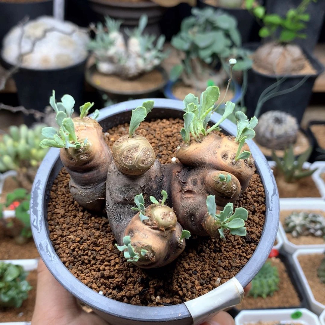 产地格加厚敦菊母本带盆