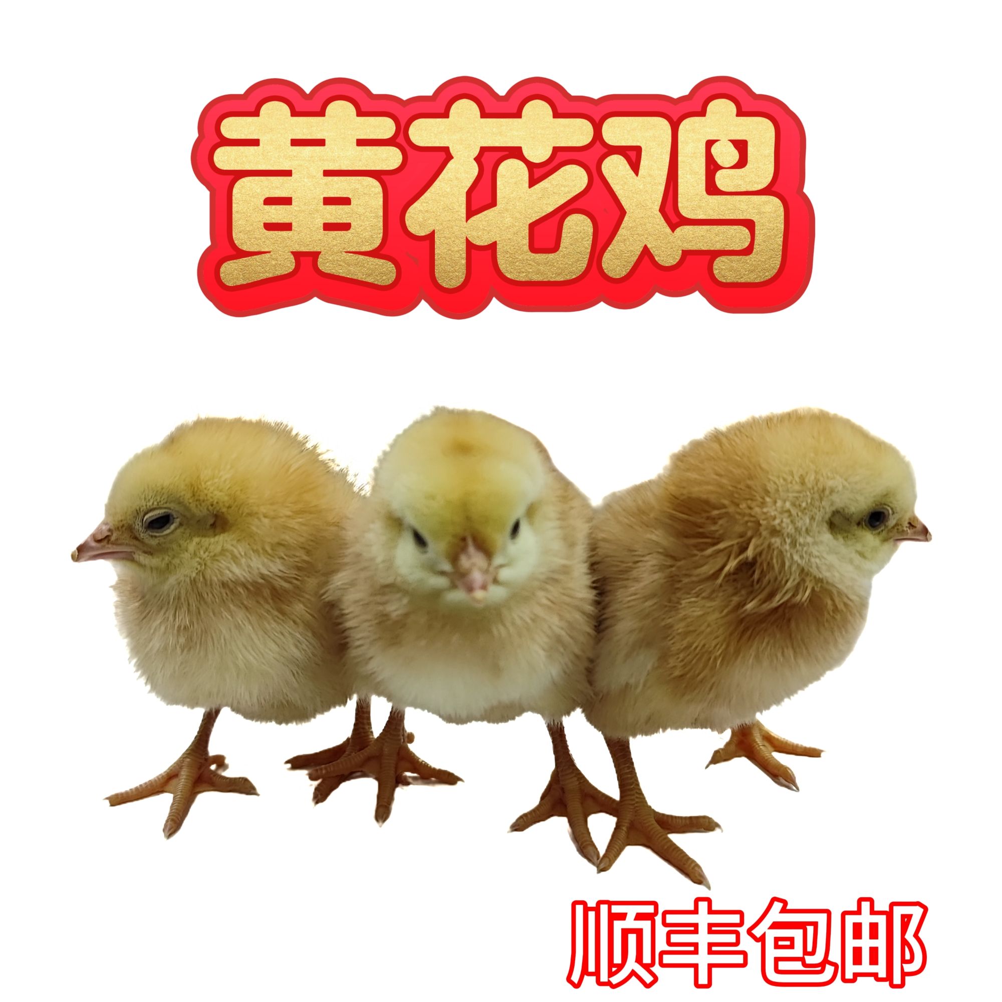 黄花鸡整鸡肉质鲜美顺丰包邮