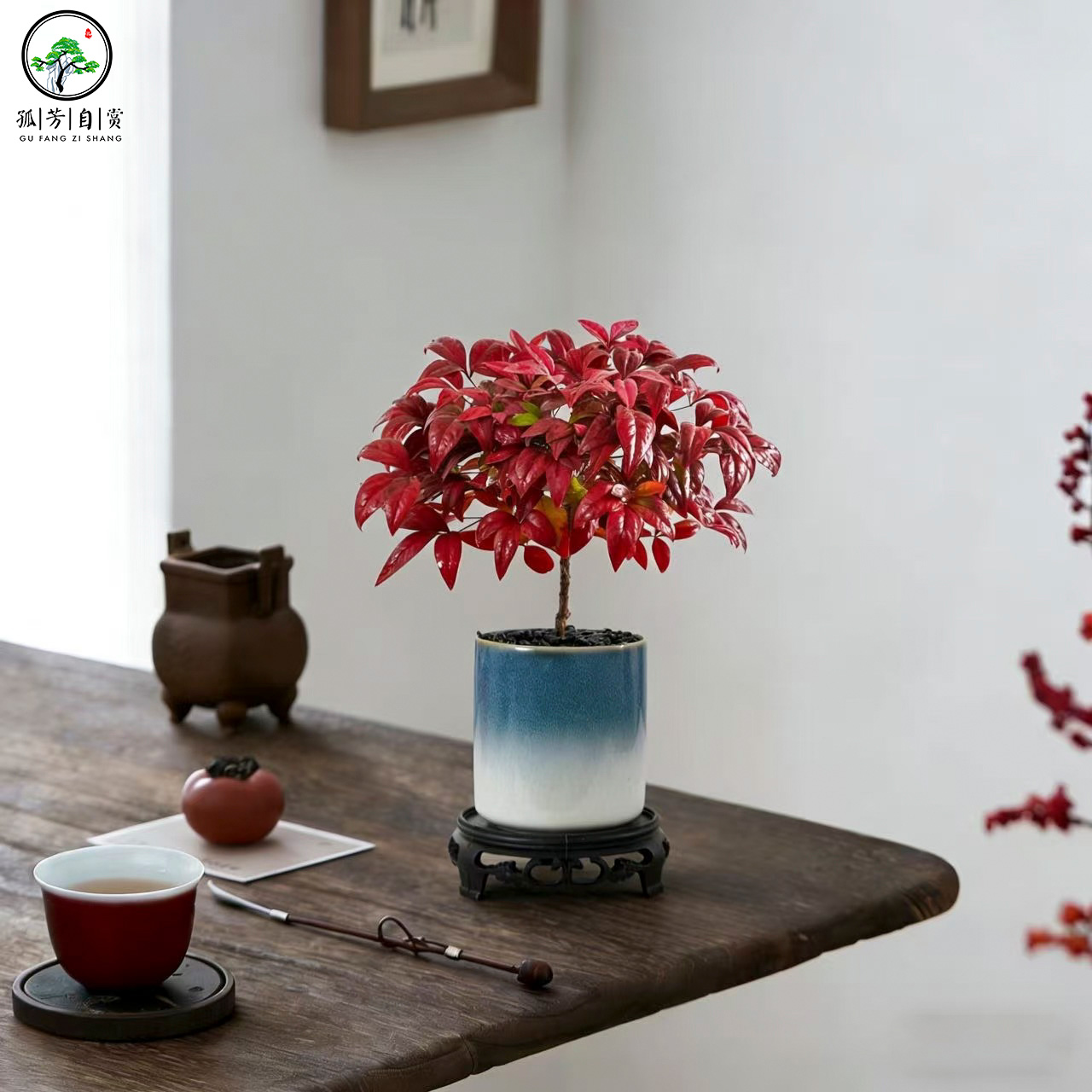 【鸿运当头】火焰南天竹盆景茶室室内高档植物组合盆栽庭院造景