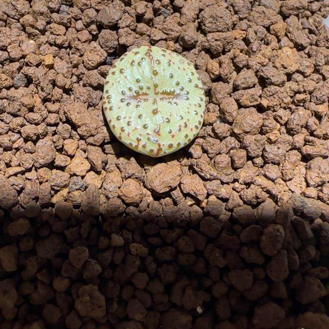 肉锥多肉植物百科-火龙果安贞1526