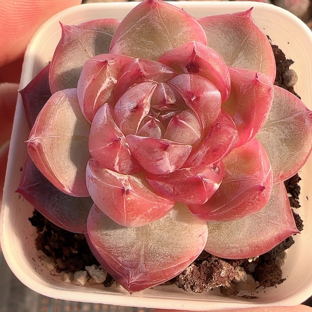 多肉1207-179钻石珍妮