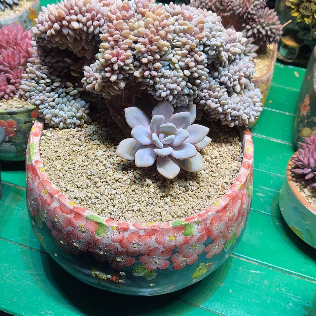 意***人多肉植物多肉植物