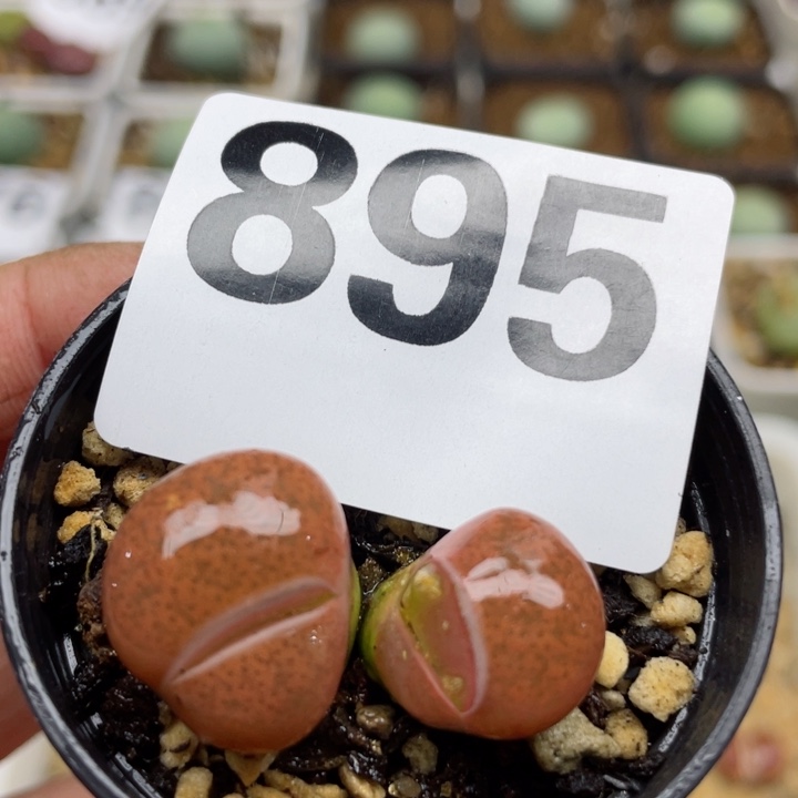 895红紫勋怪带盆l l