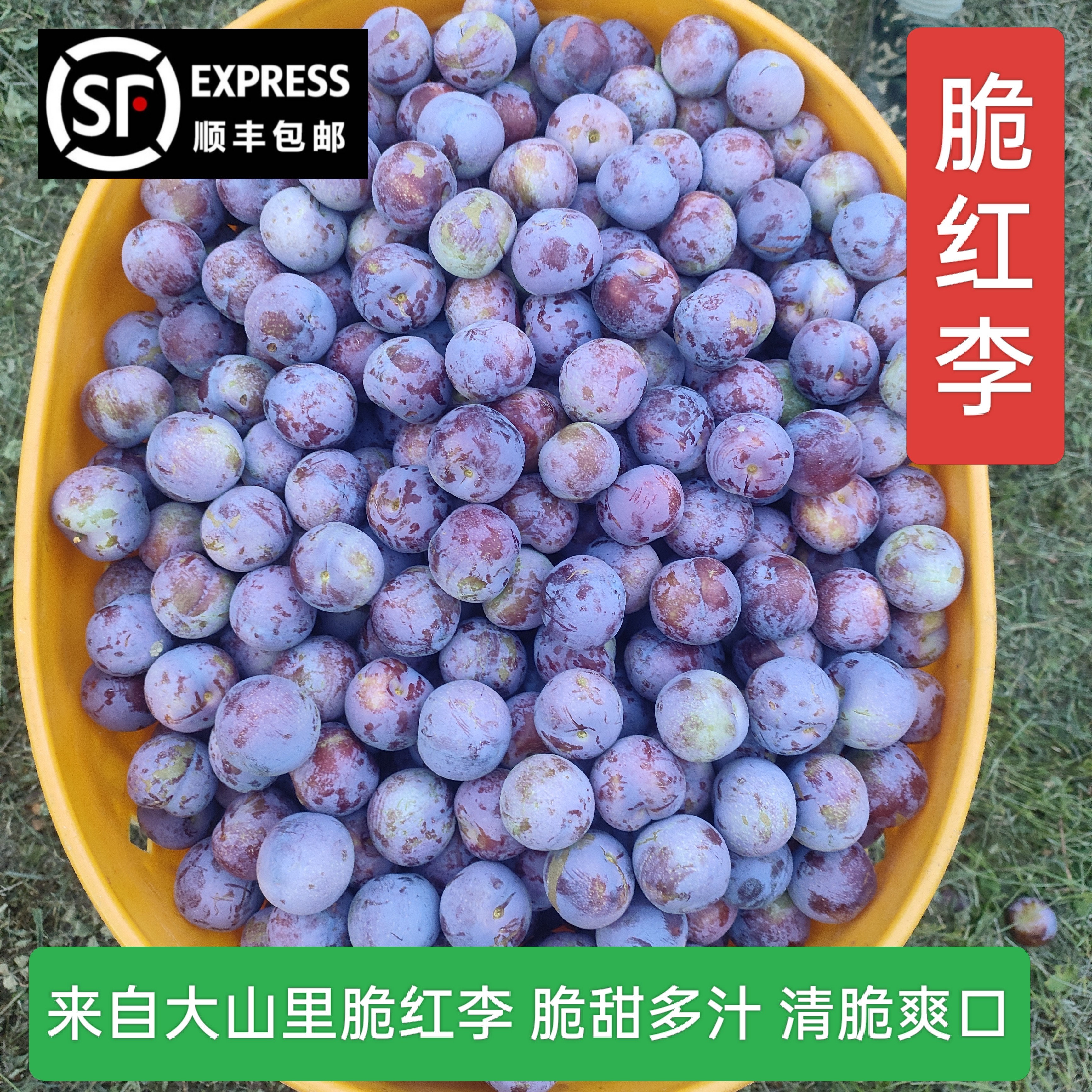 万源脆红李 清脆爽口 脆甜多汁 新鲜现摘 顺丰包邮