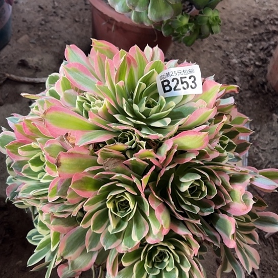 一颗多肉法师植物