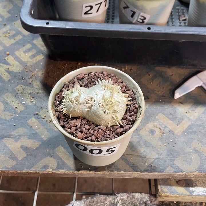 小***怪005惠比须笑块根，