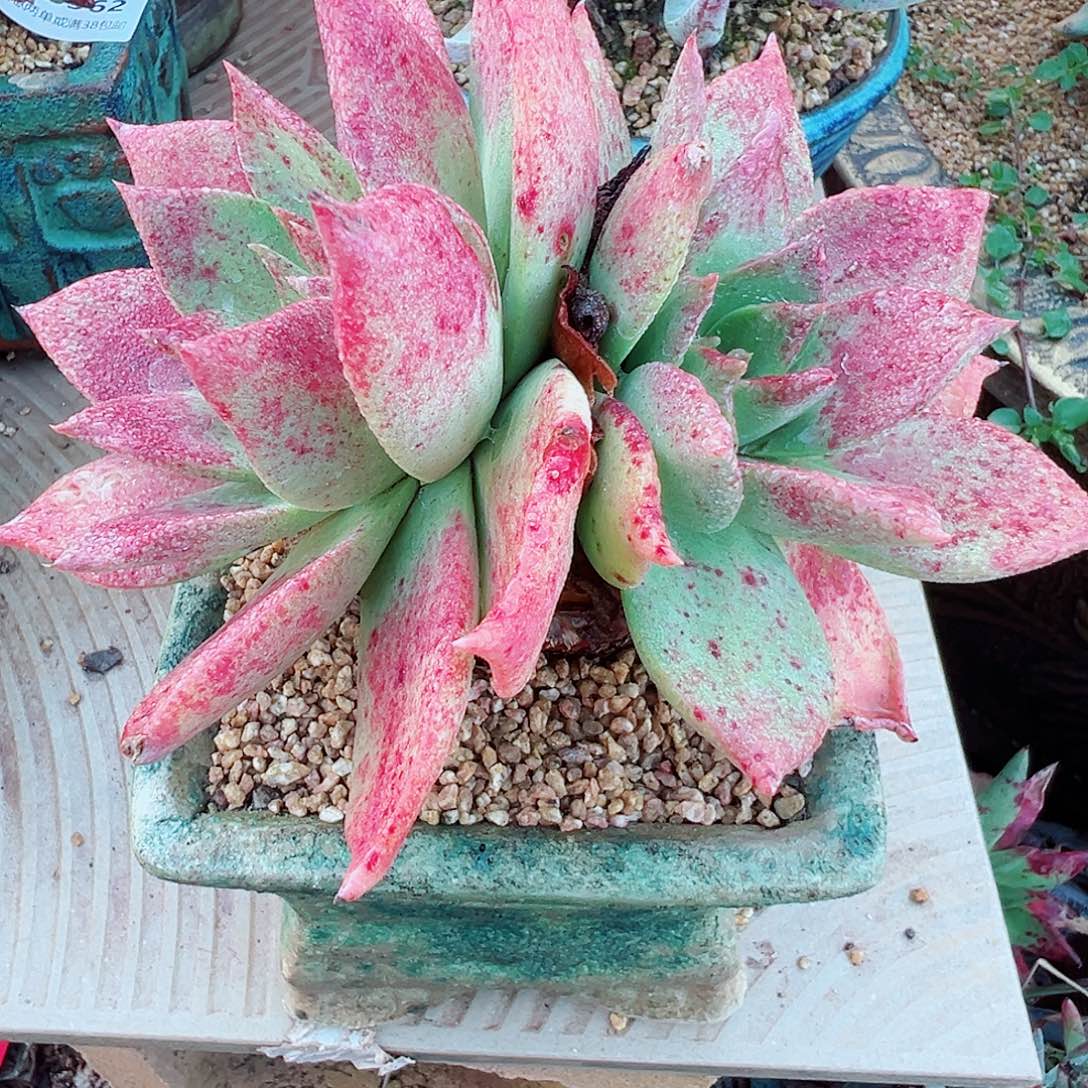 9042坎黛仙女杯多肉