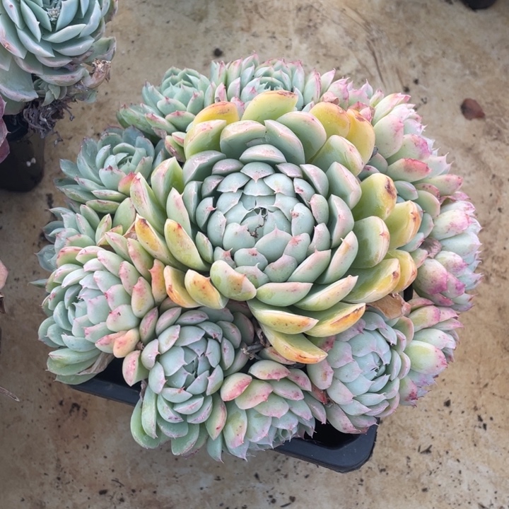 肥****杂交手捧多肉植物