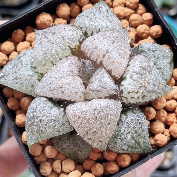 十二卷 婚纱白银 阳台办公室 新手高端多肉植物