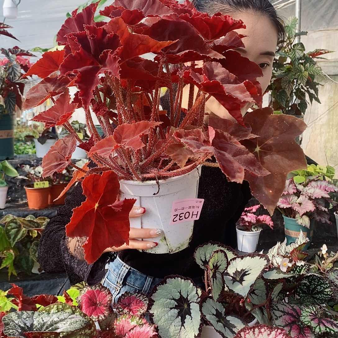 不开花植物一**会秋海棠32