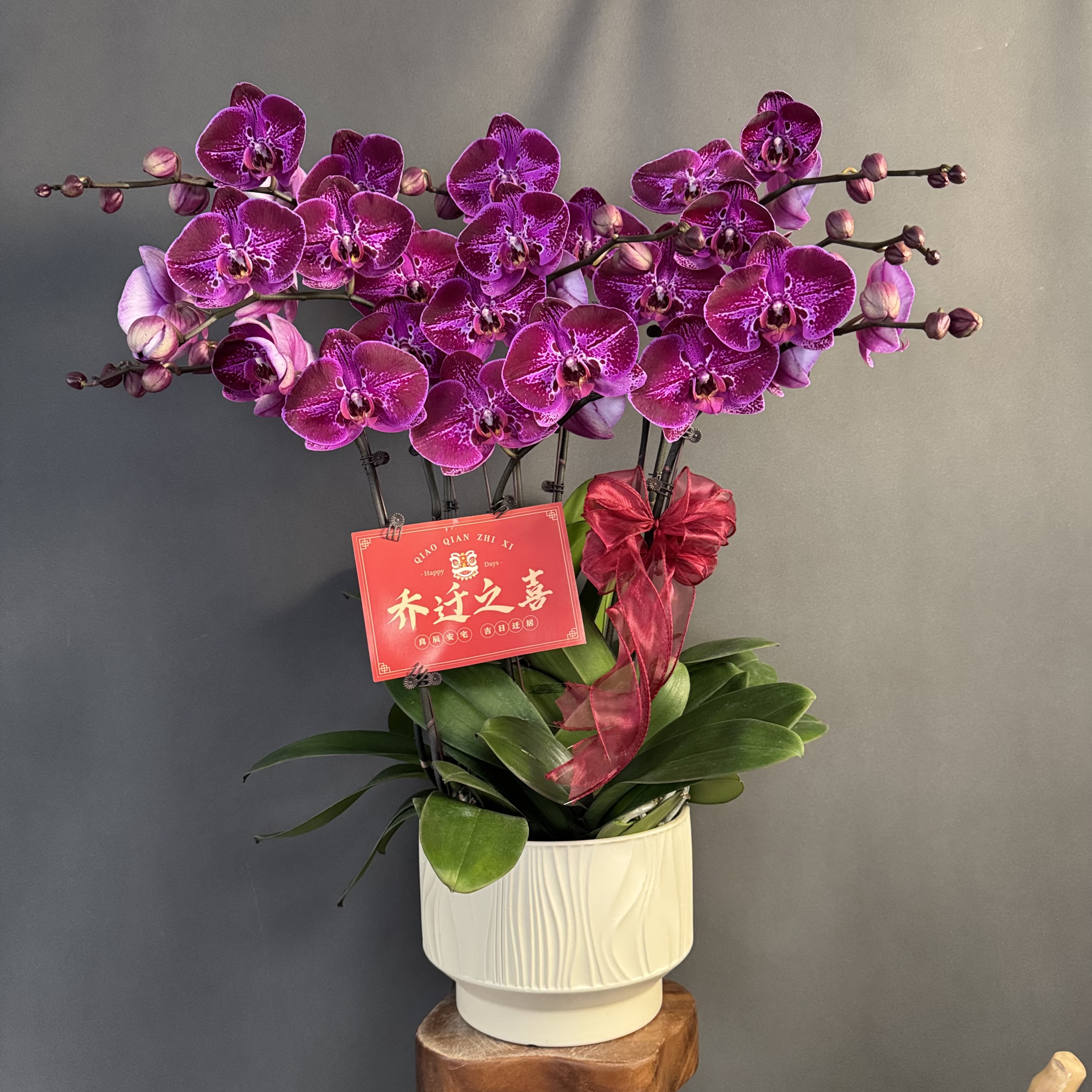 【一帘幽梦】复古紫粉色大花 台湾品种 珍藏款高端组盆 蝴蝶兰 