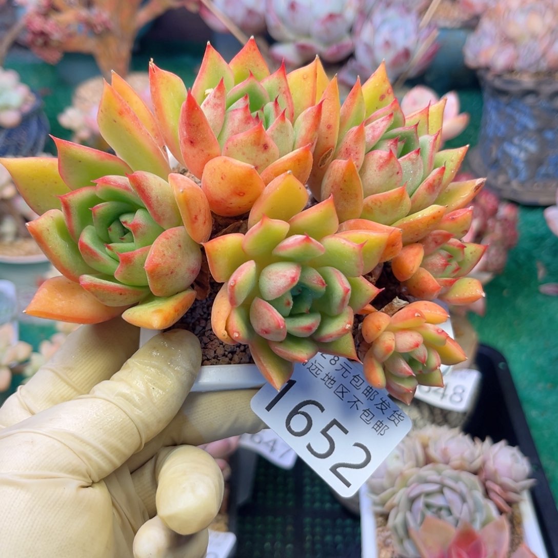 大1652/、zh x b x h n